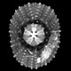 Sea urchin Echinoidea