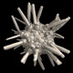Sea urchin Echinoidea