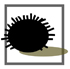 Echinodermata 3D Library Sea urchin