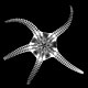 Brittle star Ophiuroidea