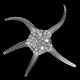 Brittle star Ophiuroidea
