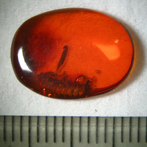 Insect in amber Myriapoda