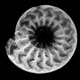 Ammonites Cadoceras