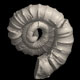 Ammonites Muramotoceras