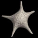 Star Sand Baculogypsina sphaerulata