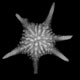 Star Sand Baculogypsina sphaerulata