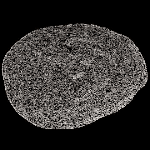 Benthic foraminifera