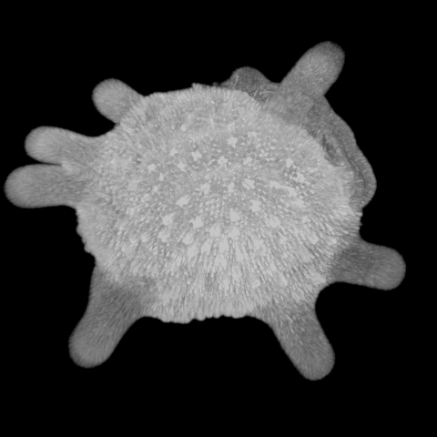 Benthic foraminifera