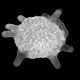 Benthic foraminifera Calcarina