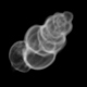 Benthic foraminifera Uvigerina akitaensis