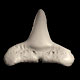 Shark tooth