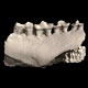 ウマの祖先・下顎骨