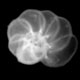 Planktonic foraminifera Fohsella lobata