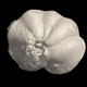 Planktonic foraminifera Fohsella lobata