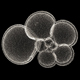 Planktonic foraminifera Globigerinella aequilateralise