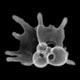Planktonic foraminifera Globigerinoides fistulosus