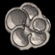 Planktonic foraminifera Globigerina quinqueloba