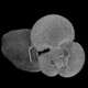 Planktonic foraminifera Globigerinoides sacculifer