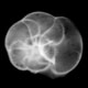 Planktonic foraminifera Hirsutellla margaritae