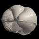 Planktonic foraminifera Hirsutellla margaritae