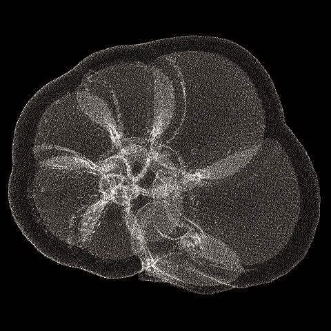 Planktonic foraminifera