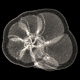 Planktonic foraminifera Menardella menardii
