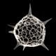 Radiolaria Spumellaria