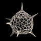 Radiolaria Spumellaria