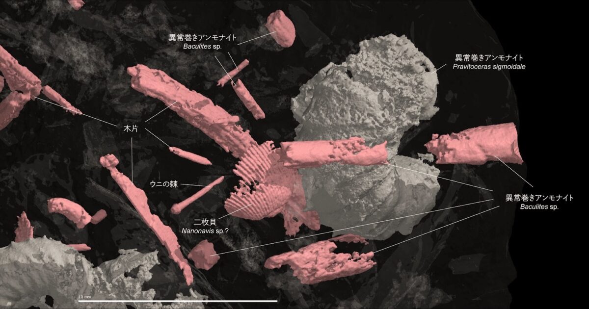 アンモナイト入りノジュール